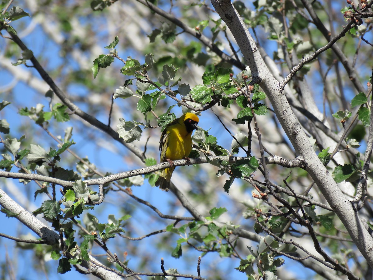 Southern Masked-Weaver - ML70095411