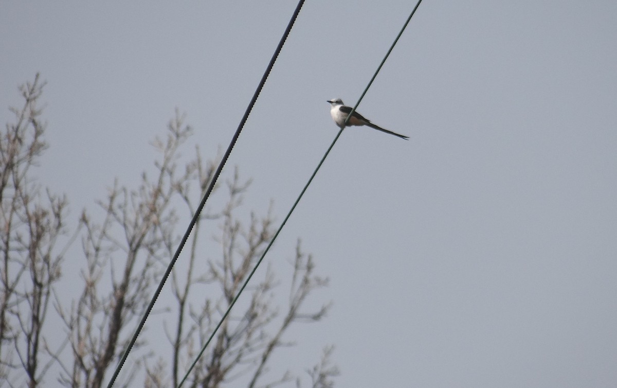 Scissor-tailed Flycatcher - ML70096791