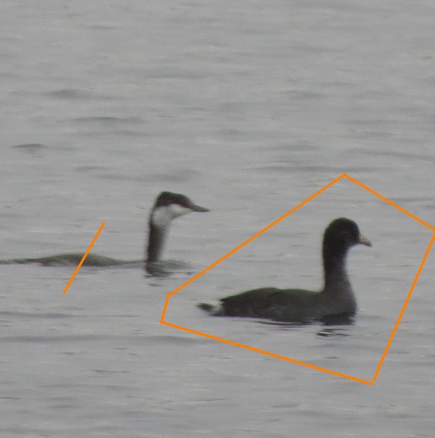 American Coot - ML70096961