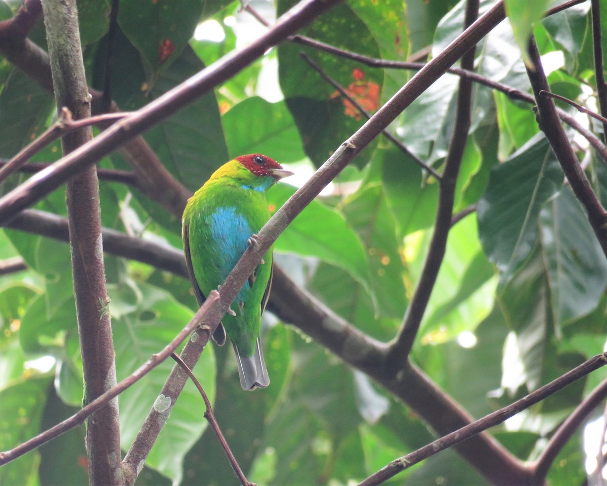 Rufous-winged Tanager - Juan Pablo Arboleda