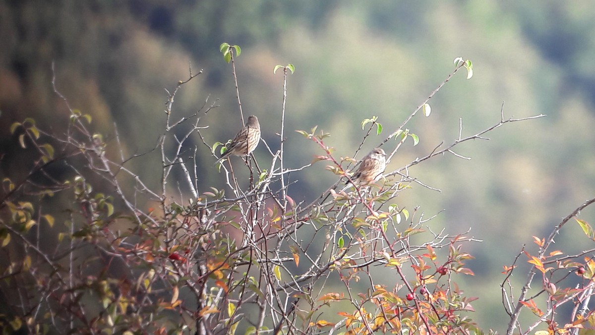 Eurasian Linnet - ML70100791