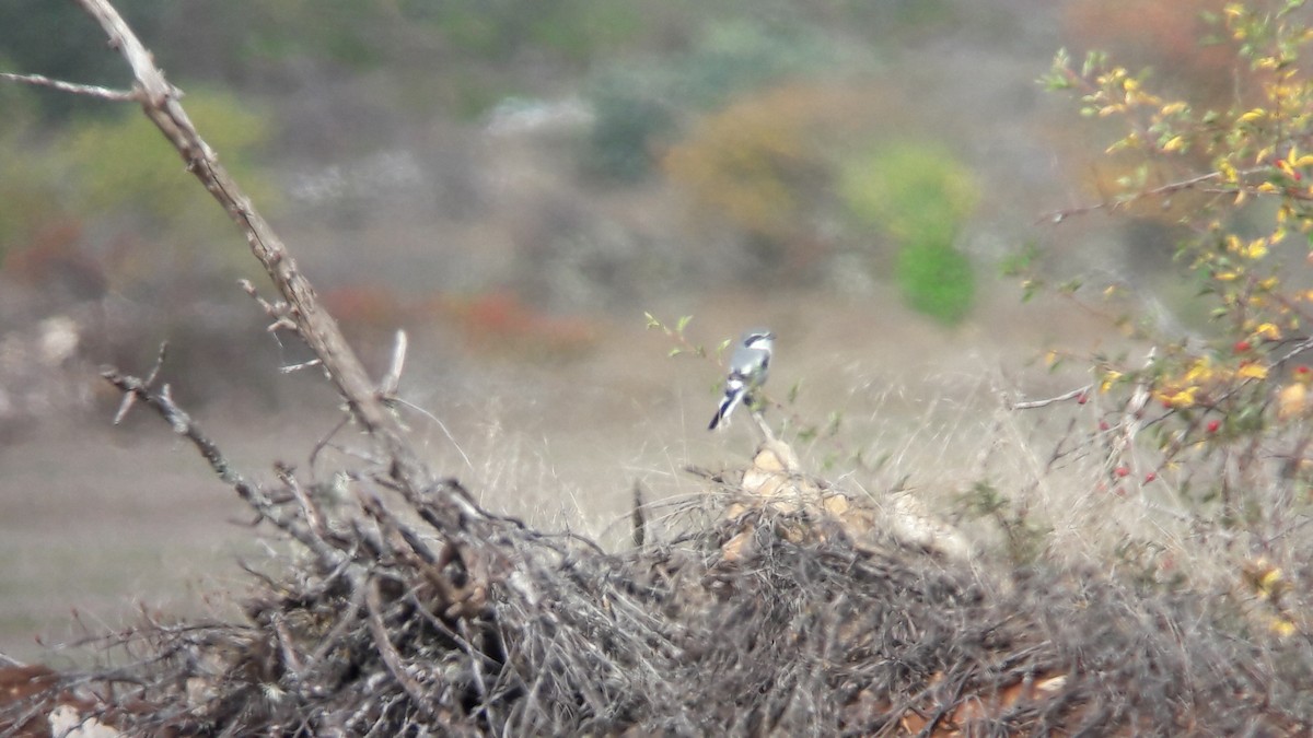 Iberian Gray Shrike - ML70100901