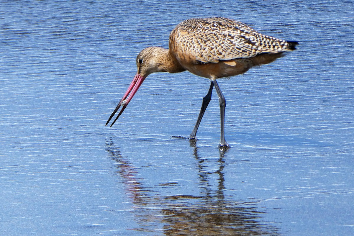 Marbled Godwit - Robert Keiffer