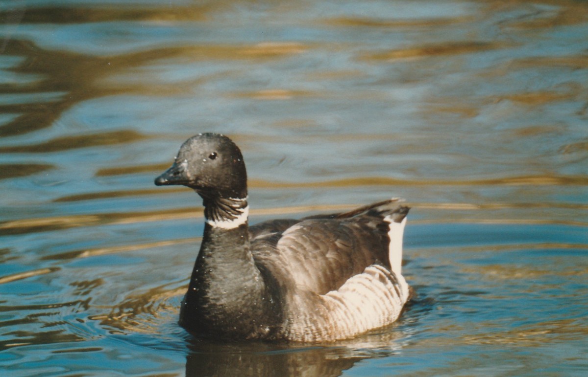 Barnacla Carinegra - ML70102801