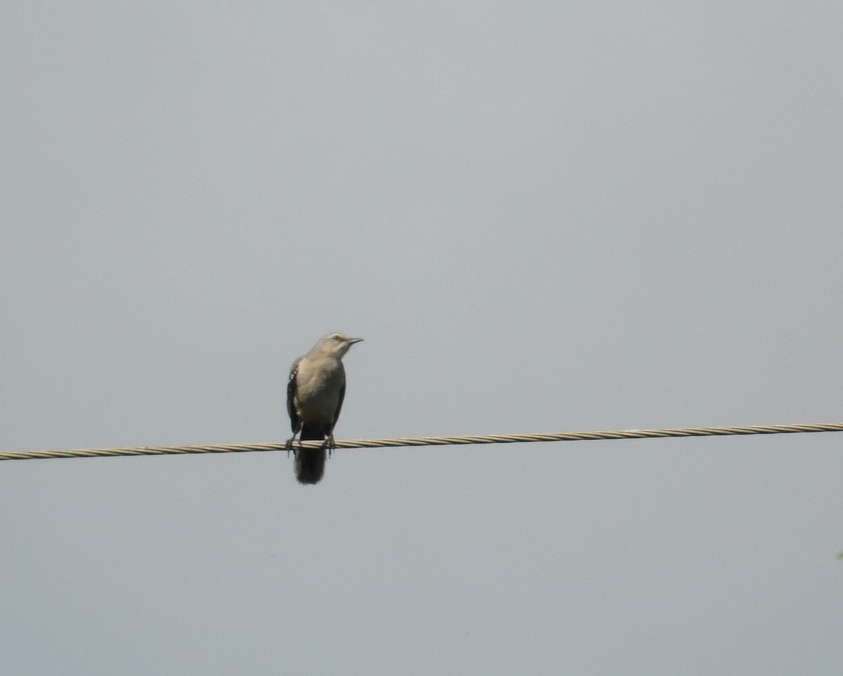 Tropical Mockingbird - ML70102871