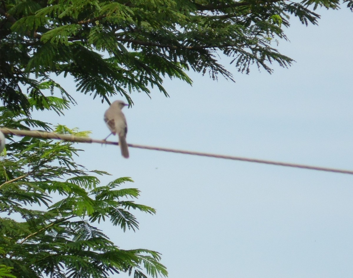 Tropical Mockingbird - ML70102881