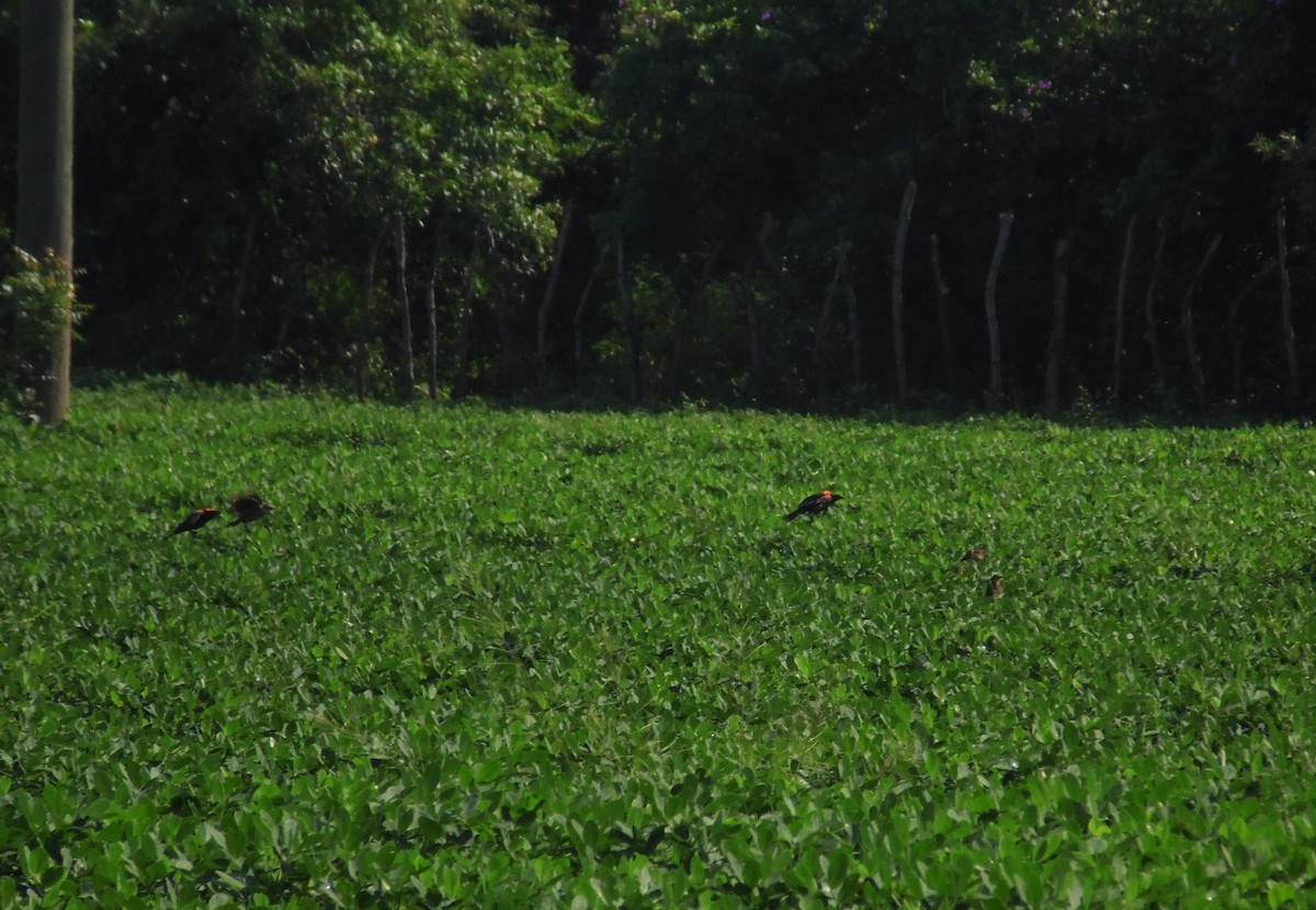 Red-winged Blackbird - ML70102931