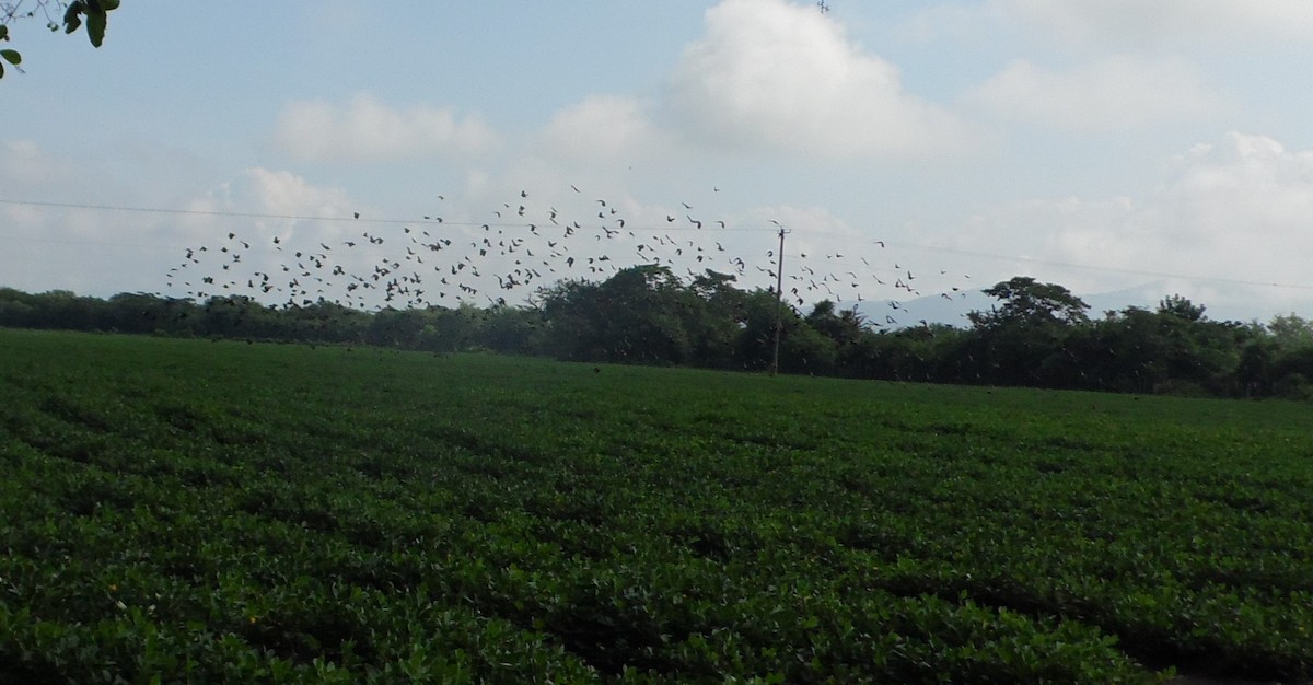 Red-winged Blackbird - ML70102941