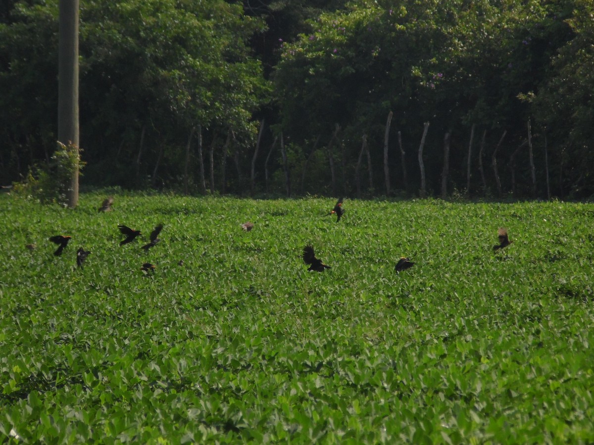 Red-winged Blackbird - ML70103011