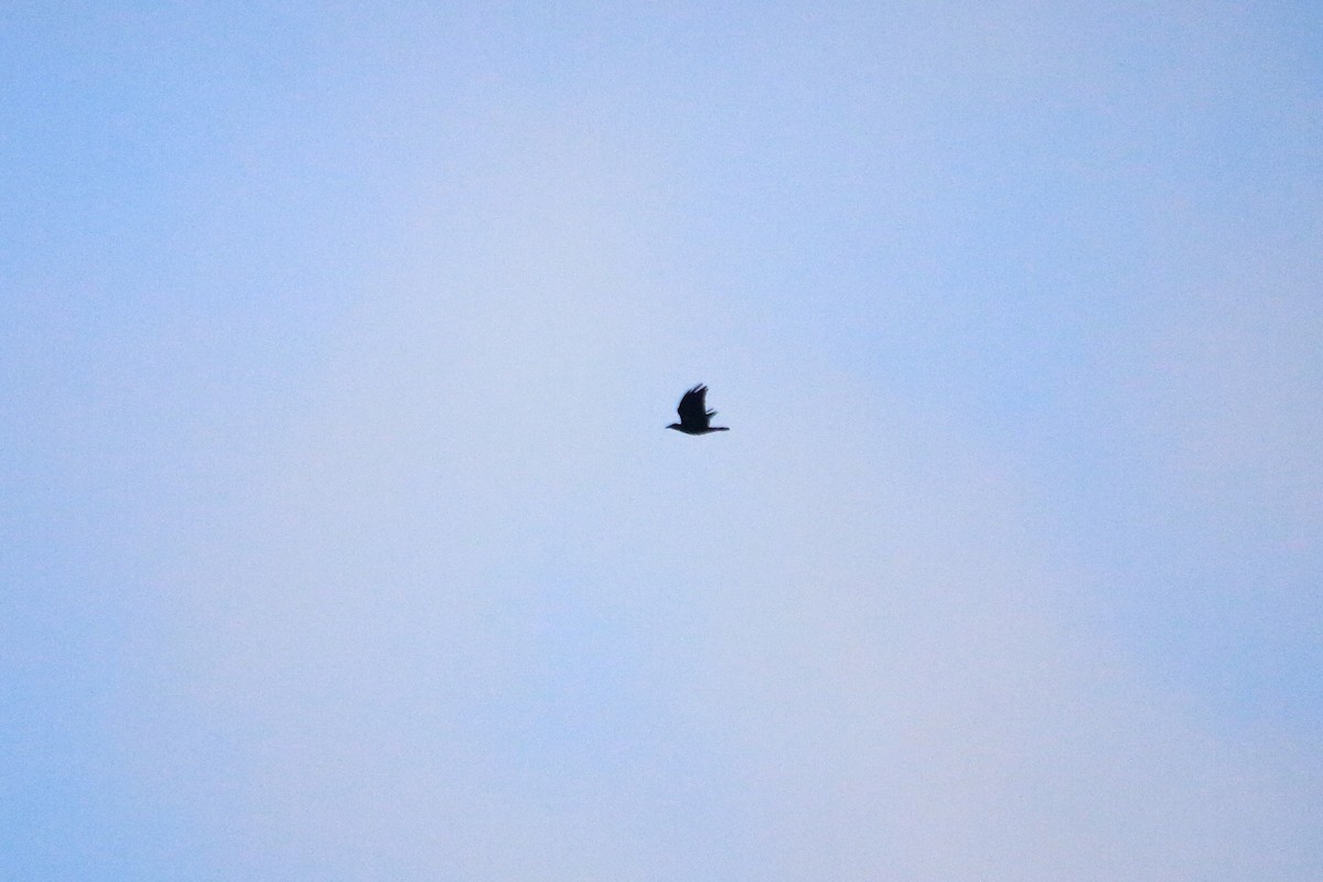 Fish Crow - ML70103261