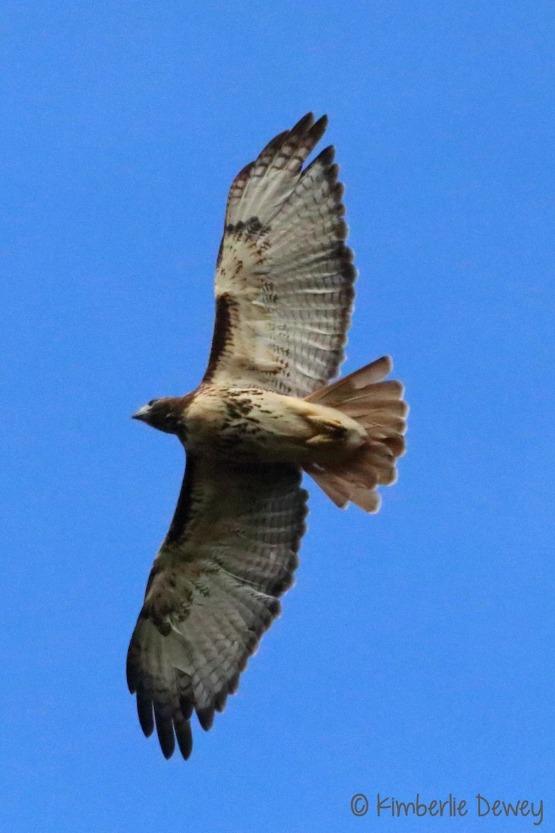 Red-tailed Hawk - ML70103341