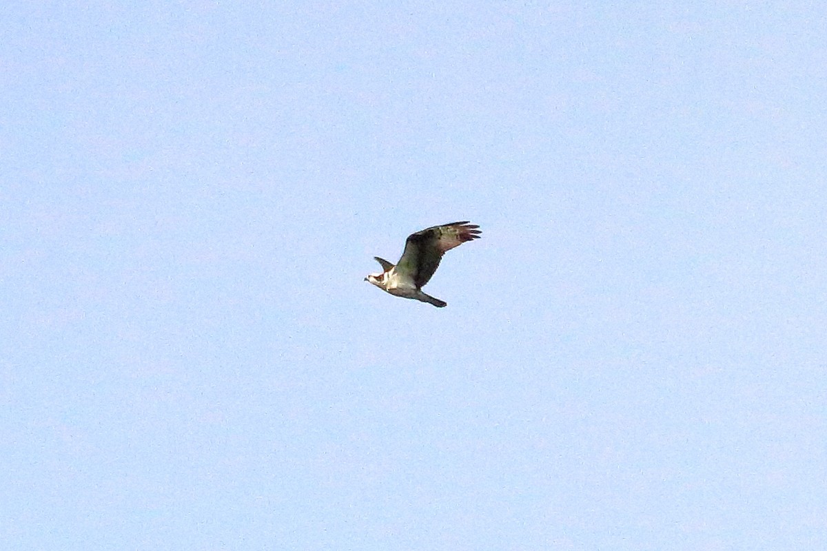 Osprey - ML70103351