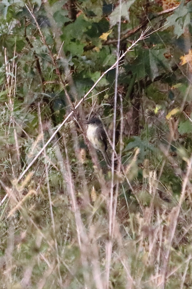 Eastern Phoebe - ML70103381