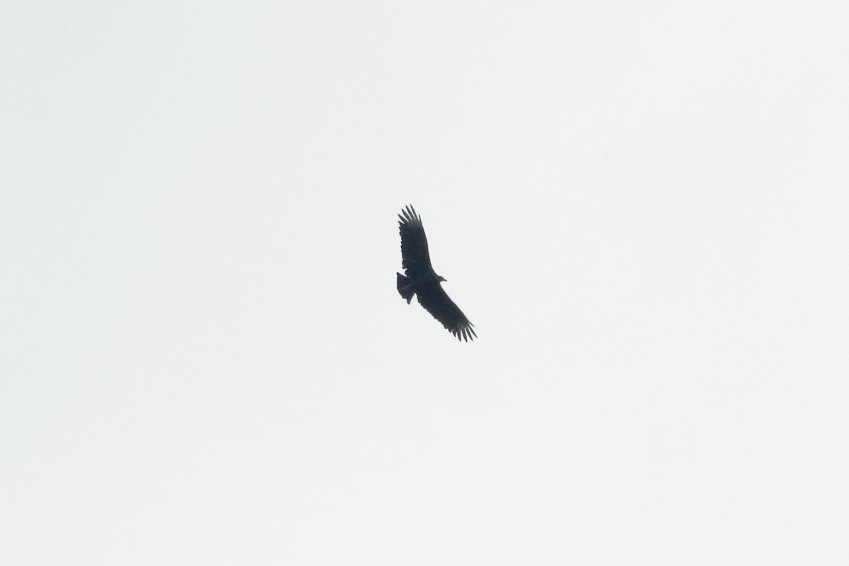 Black Vulture - ML70103391