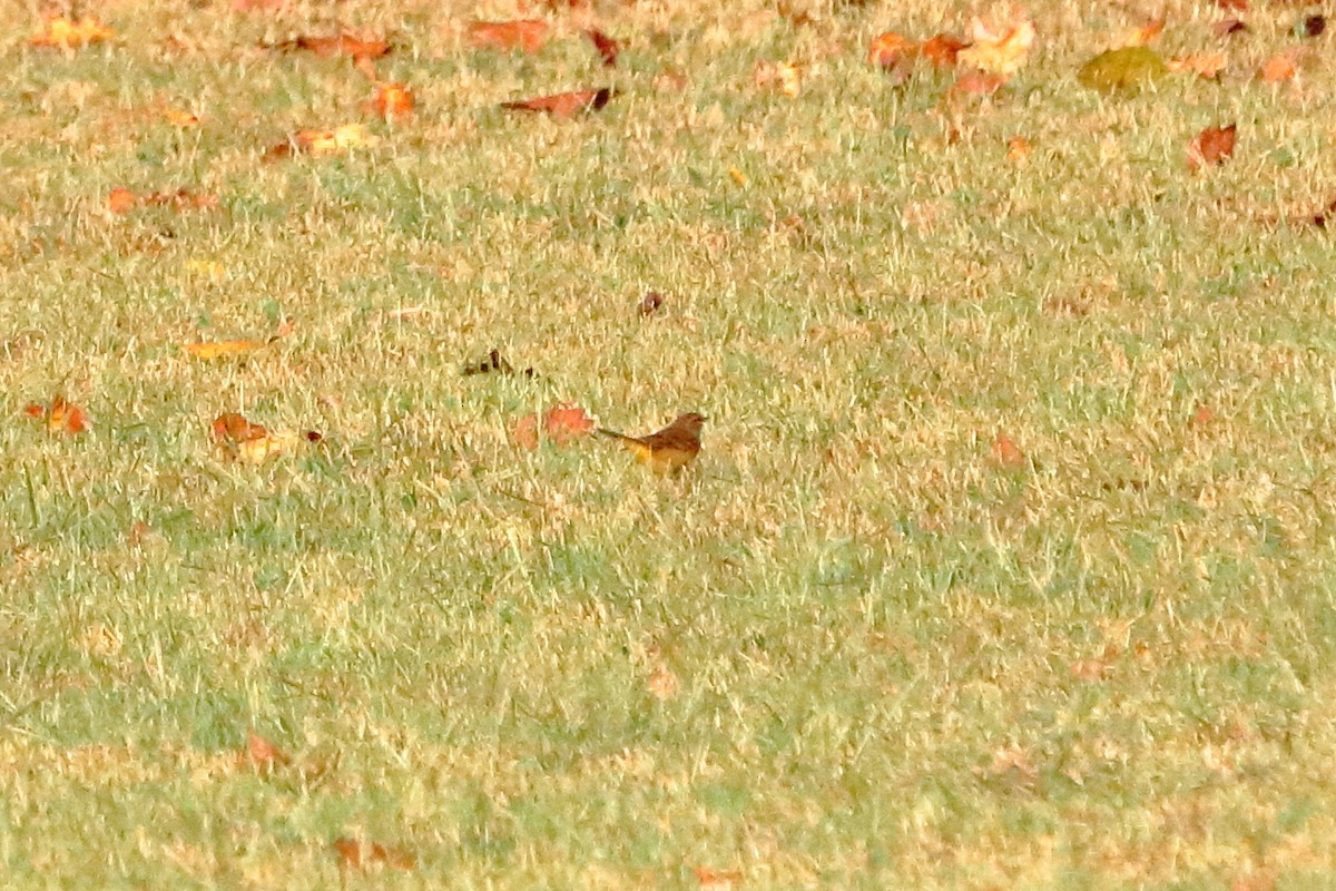 Paruline à couronne rousse - ML70103411