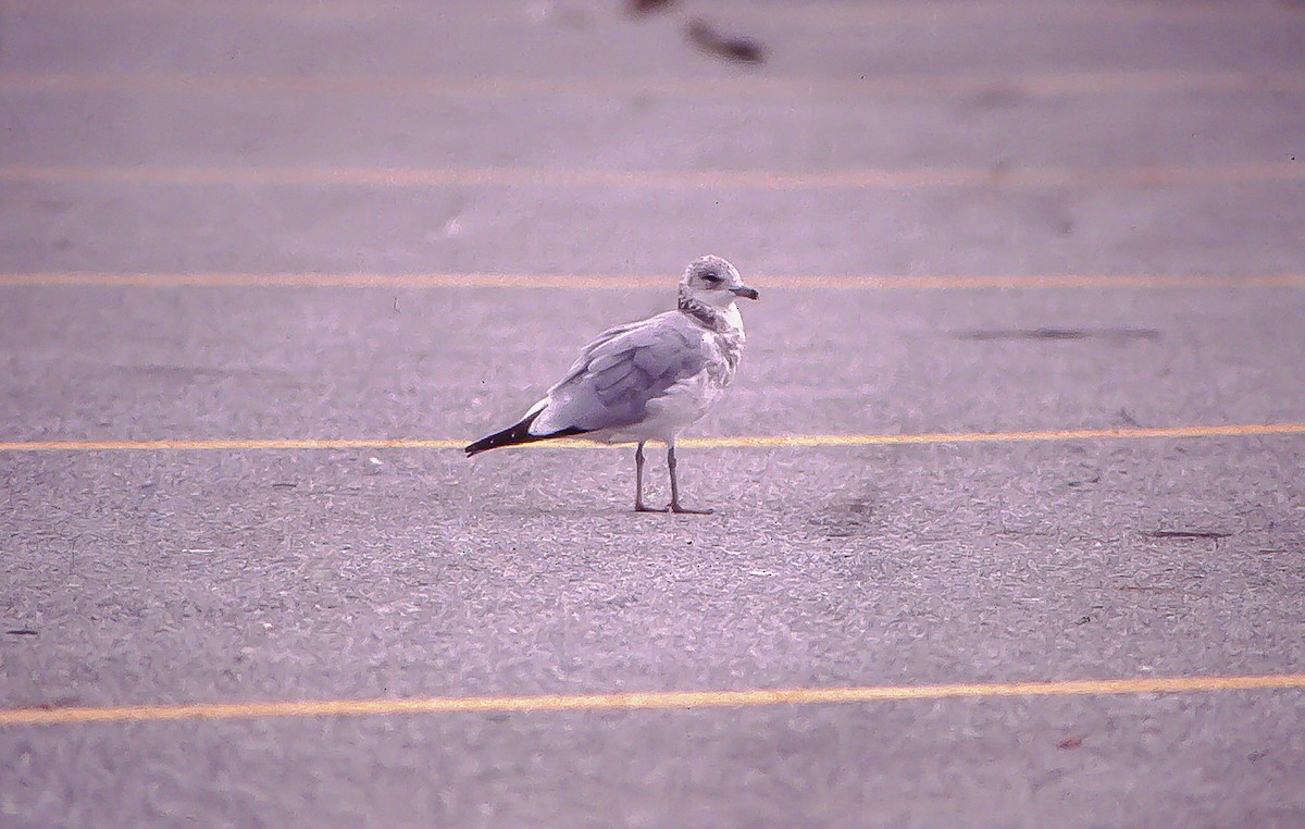 Ring-billed Gull - ML70103801