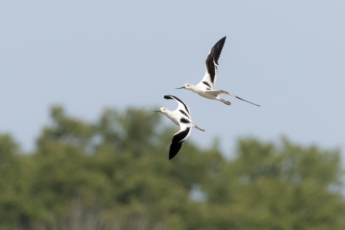 American Avocet - ML70105181