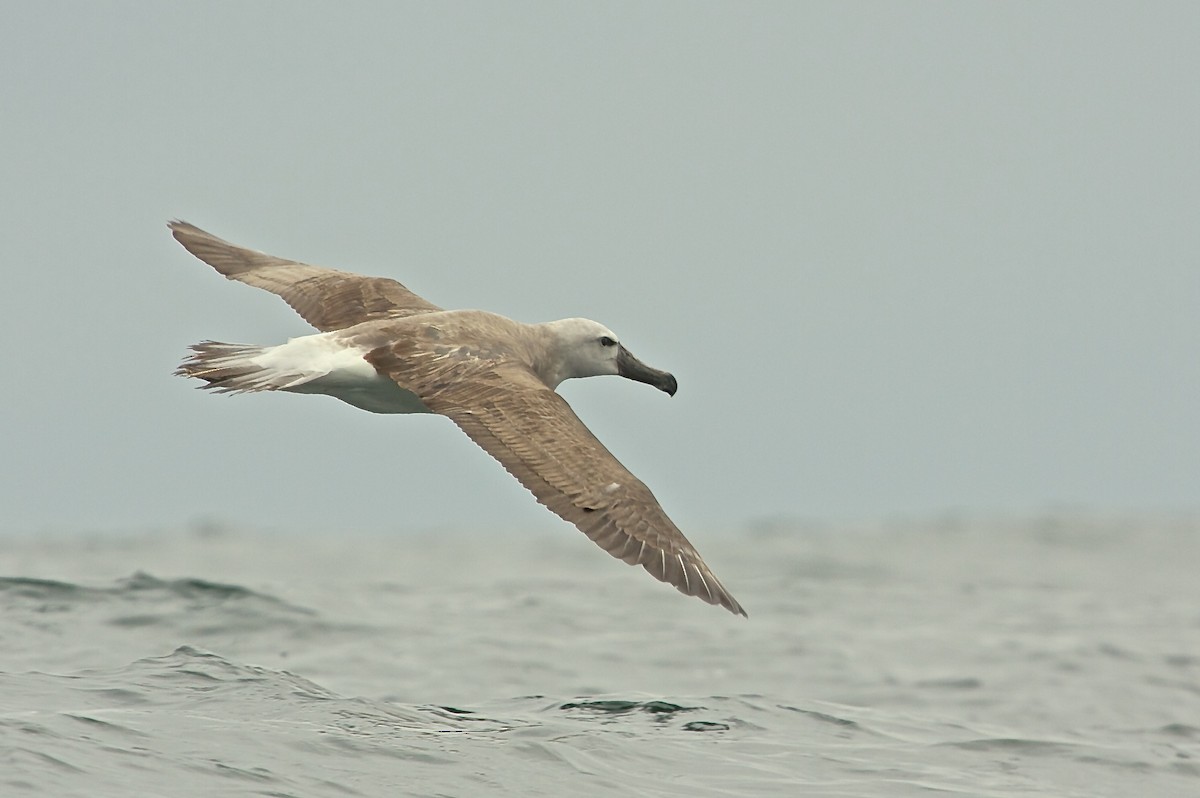 Salvin's Albatross - ML70105221