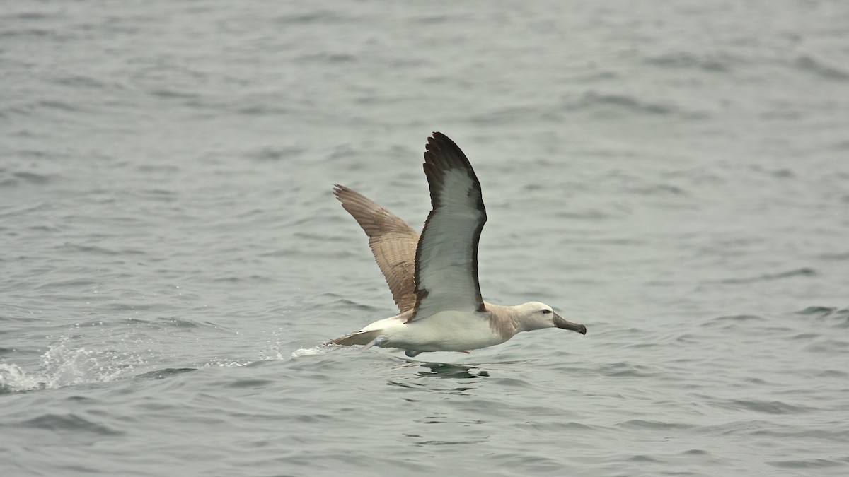 Salvin's Albatross - ML70105251