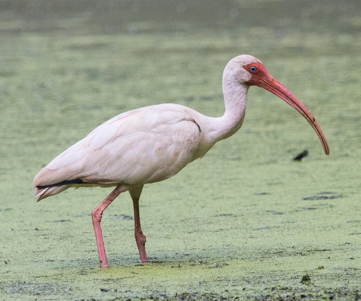 ibis bílý - ML70105831