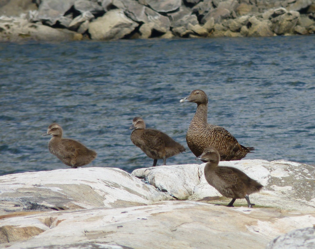 Common Eider - ML70106261