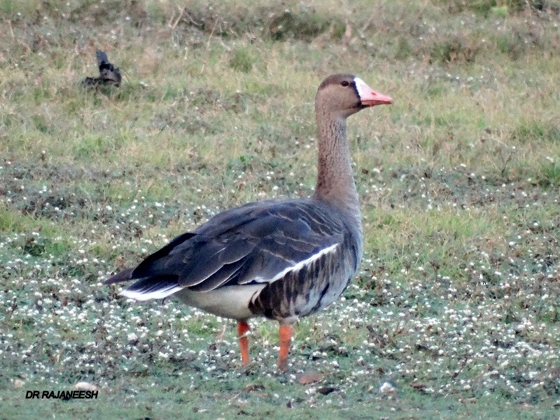 Greater White-fronted Goose - ML70106291