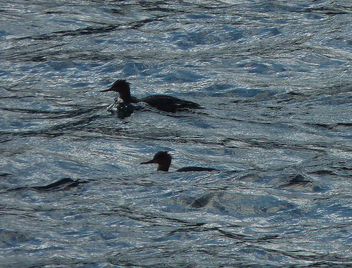 Red-breasted Merganser - ML70106301