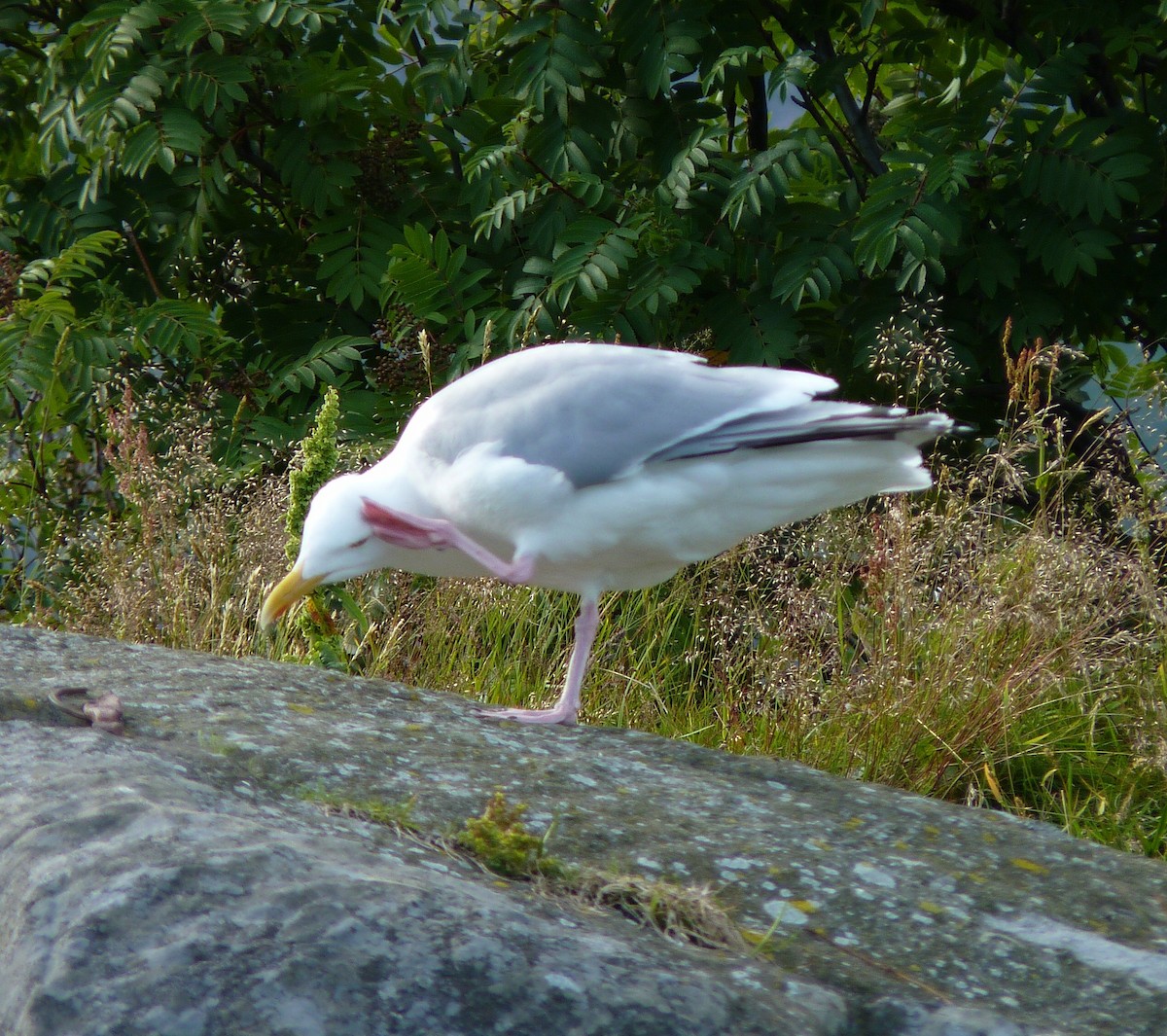 Gaviota Argéntea - ML70106341