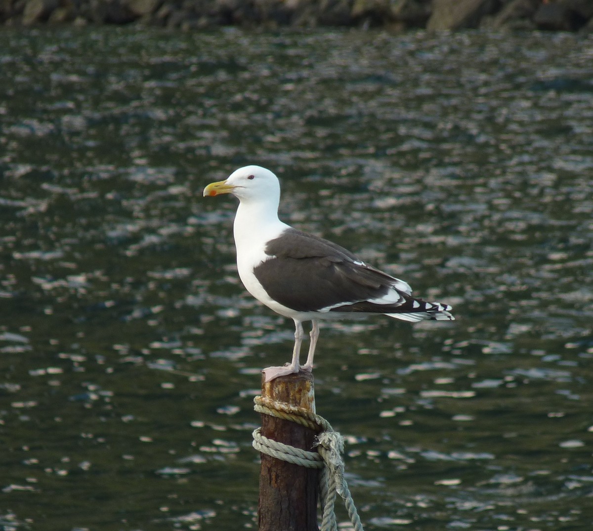 Great Black-backed Gull - ML70106351