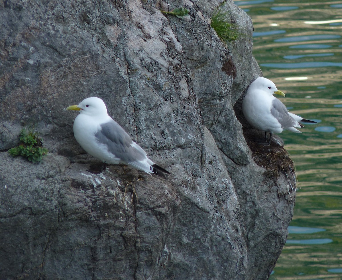 Black-legged Kittiwake - ML70106411