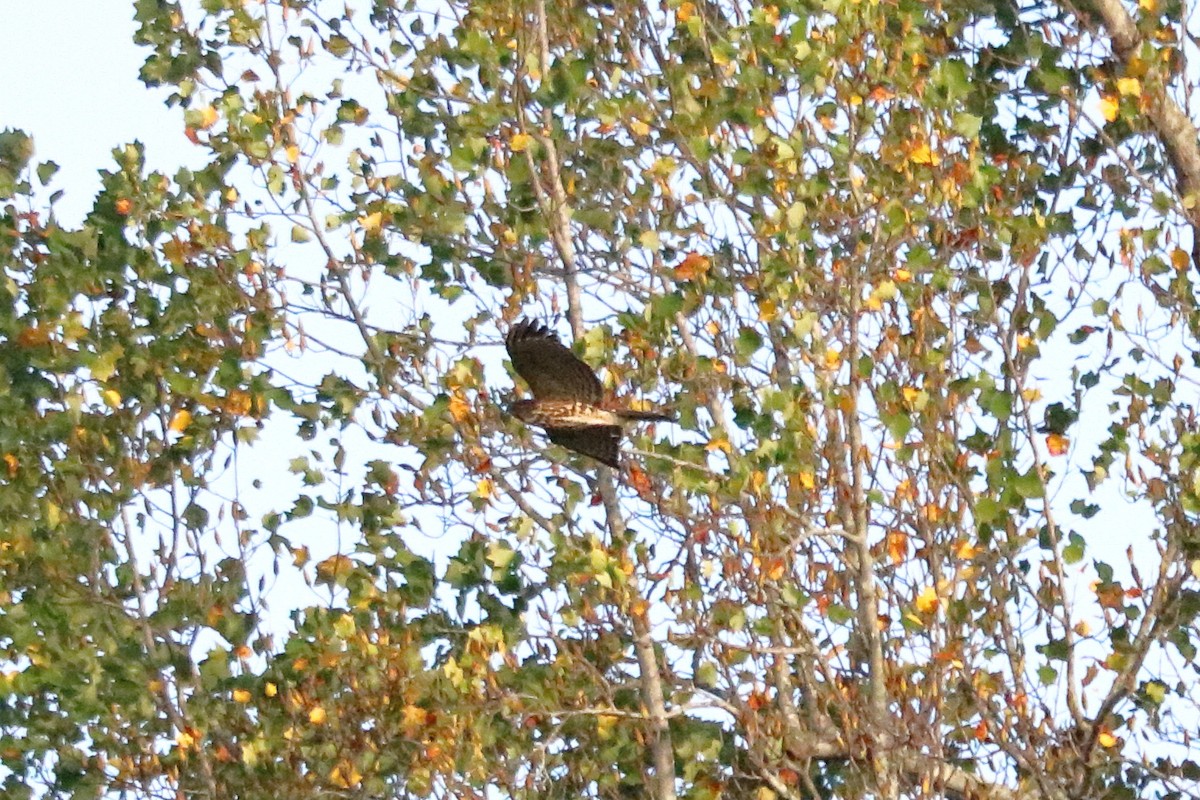 Red-shouldered Hawk - ML70107141