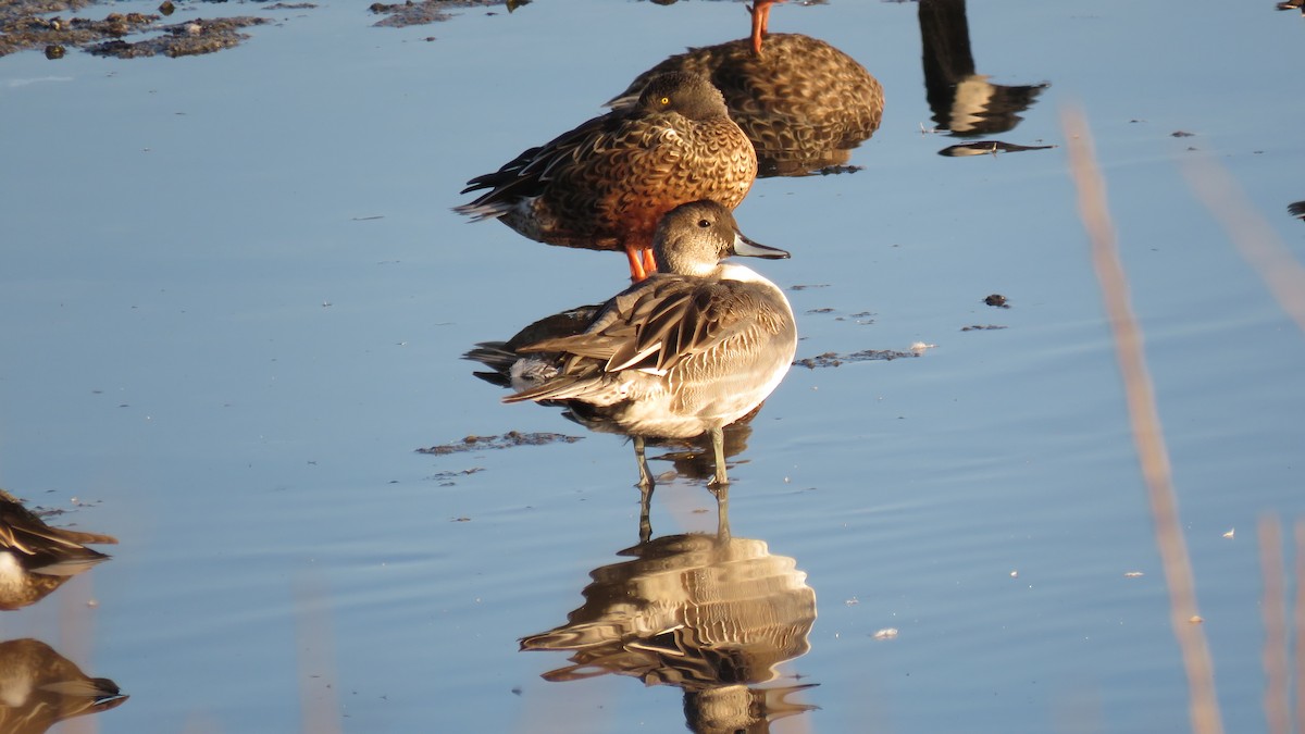 Northern Pintail - Mike Shafto