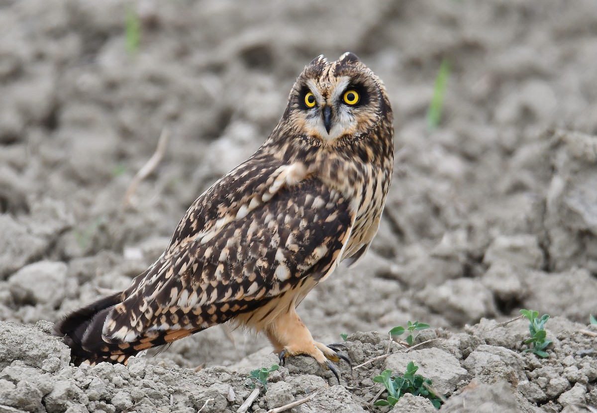 Short-eared Owl - ML70107591