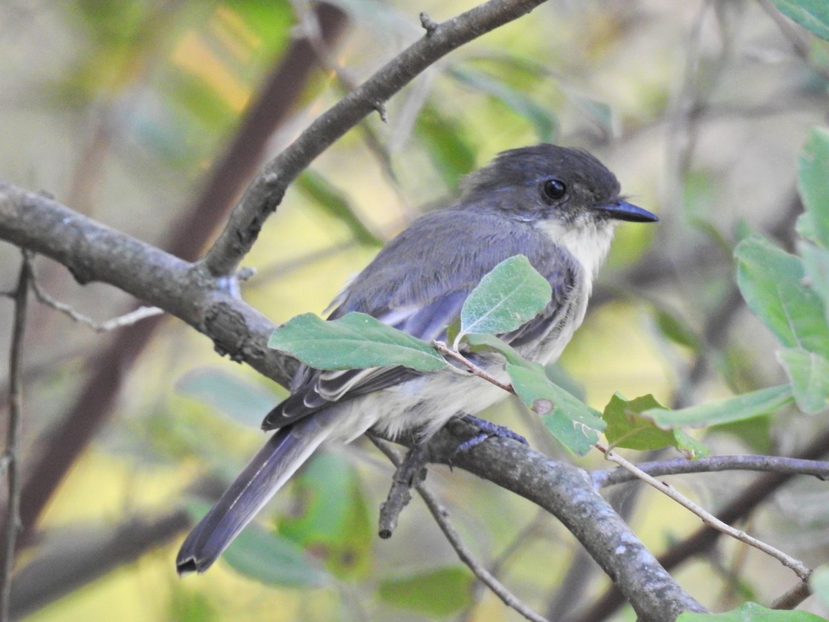 Eastern Phoebe - ML70108351