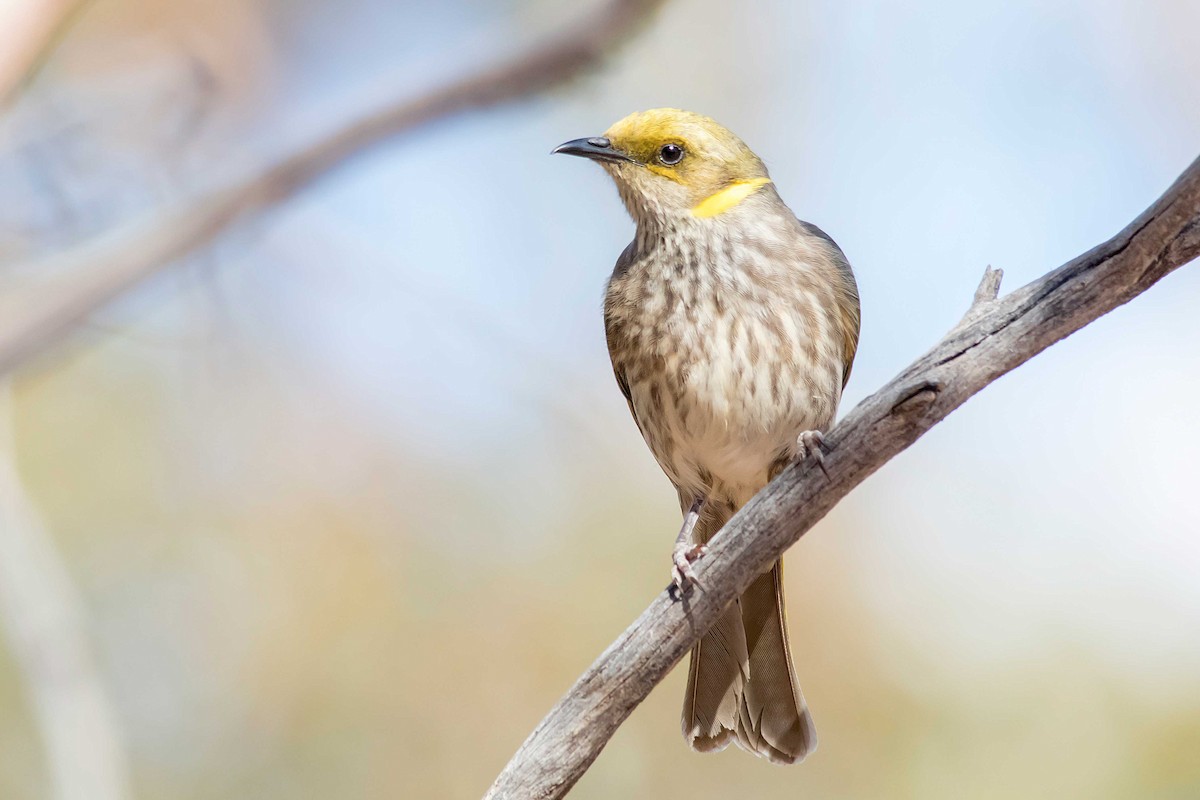 Yellow-plumed Honeyeater - ML70108731