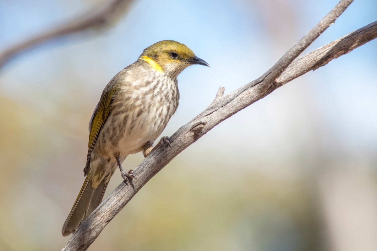 Yellow-plumed Honeyeater - ML70108741