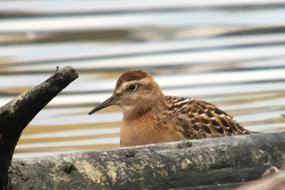 Sharp-tailed Sandpiper - Cameron Eckert