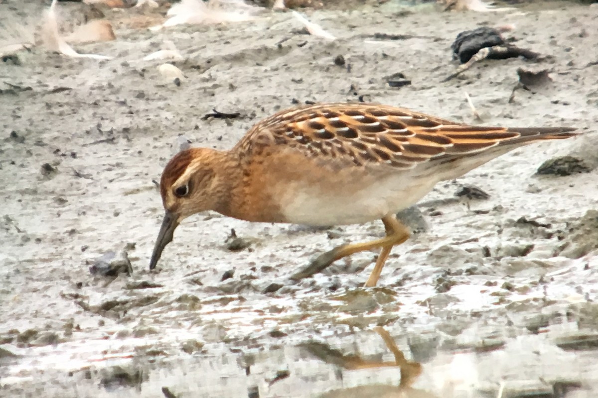 Sharp-tailed Sandpiper - Cameron Eckert