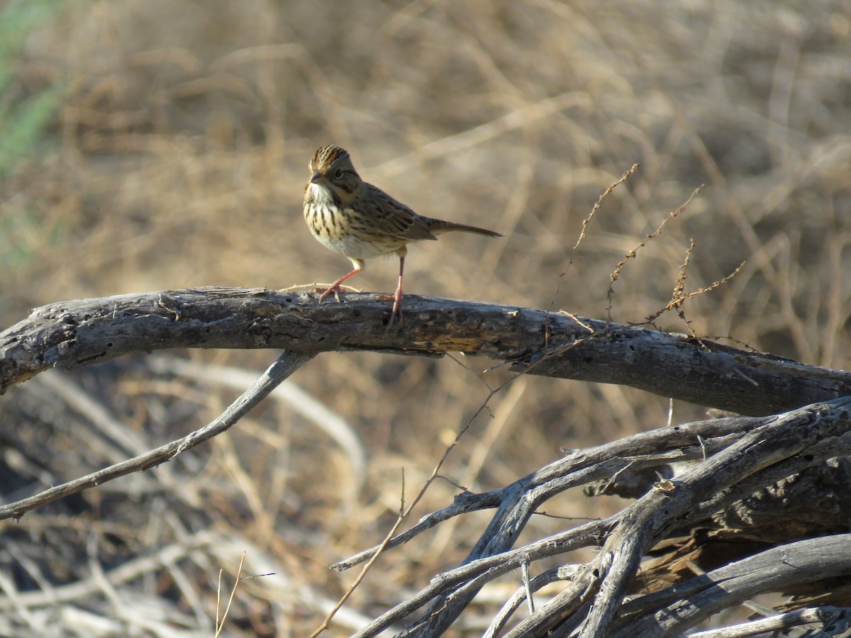 Lincoln's Sparrow - ML70109531