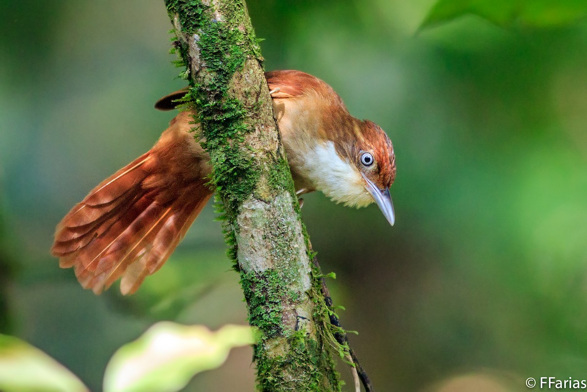 White-eyed Foliage-gleaner - Fernando Farias