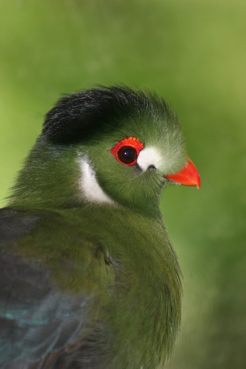Photos - White-cheeked Turaco - Menelikornis leucotis - Birds of the World