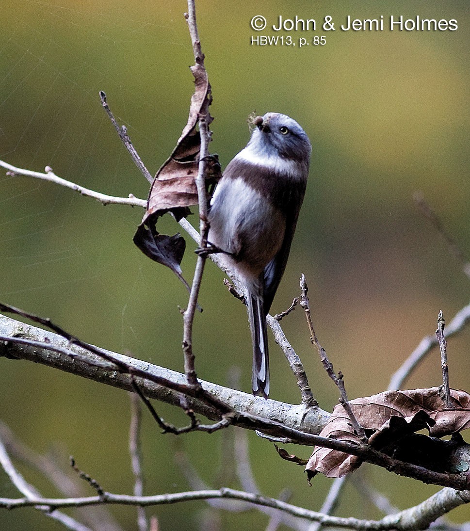 Sooty Tit - ML701105