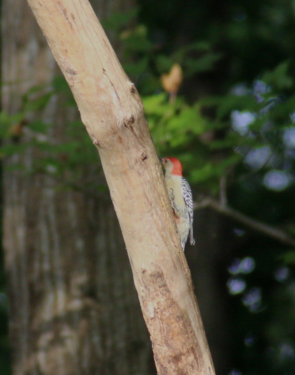 Red-bellied Woodpecker - ML70111351