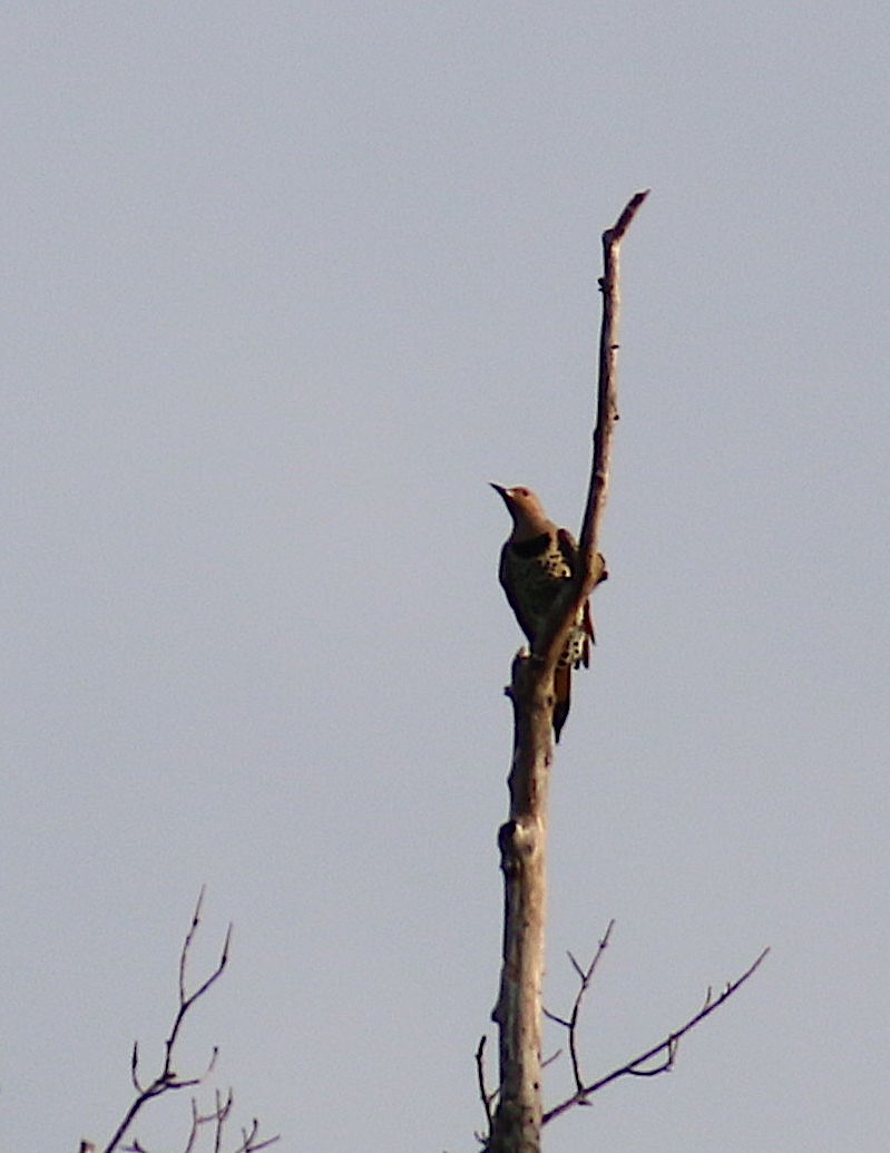 Northern Flicker - ML70111411