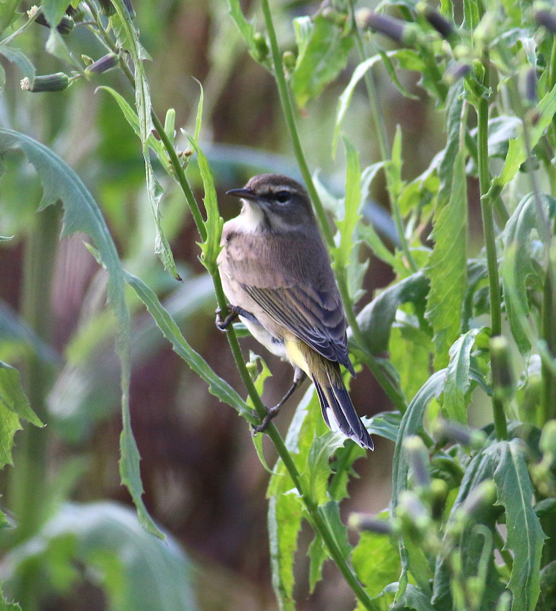 Paruline à couronne rousse - ML70111521