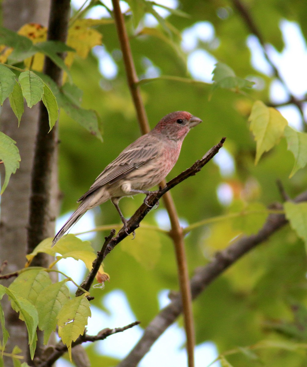 House Finch - ML70111611