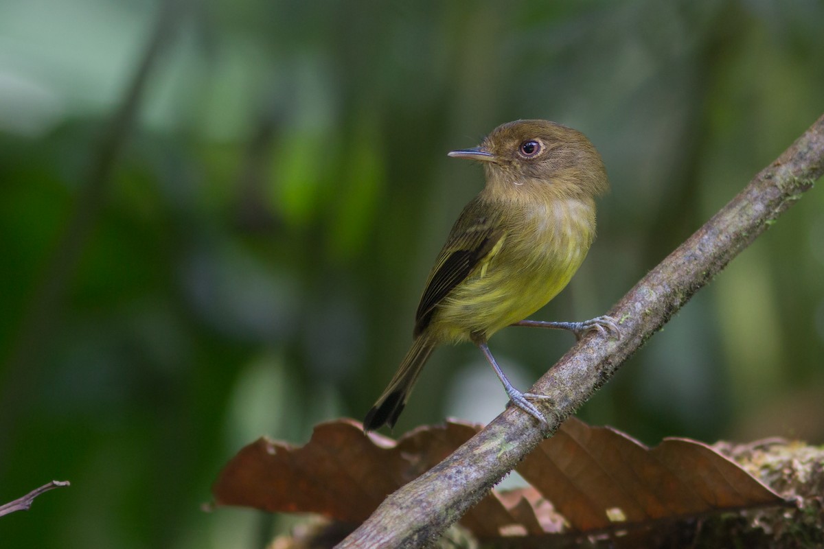 Kaempfer's Tody-Tyrant - ML70111811