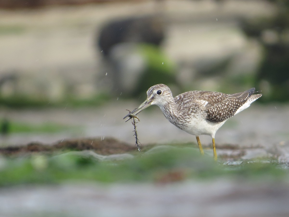 Greater Yellowlegs - ML70112701