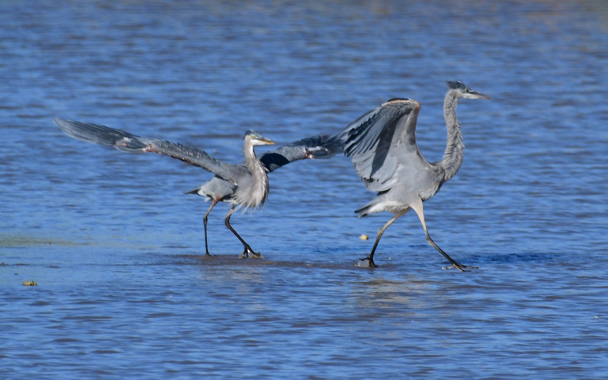 Great Blue Heron - ML70112751