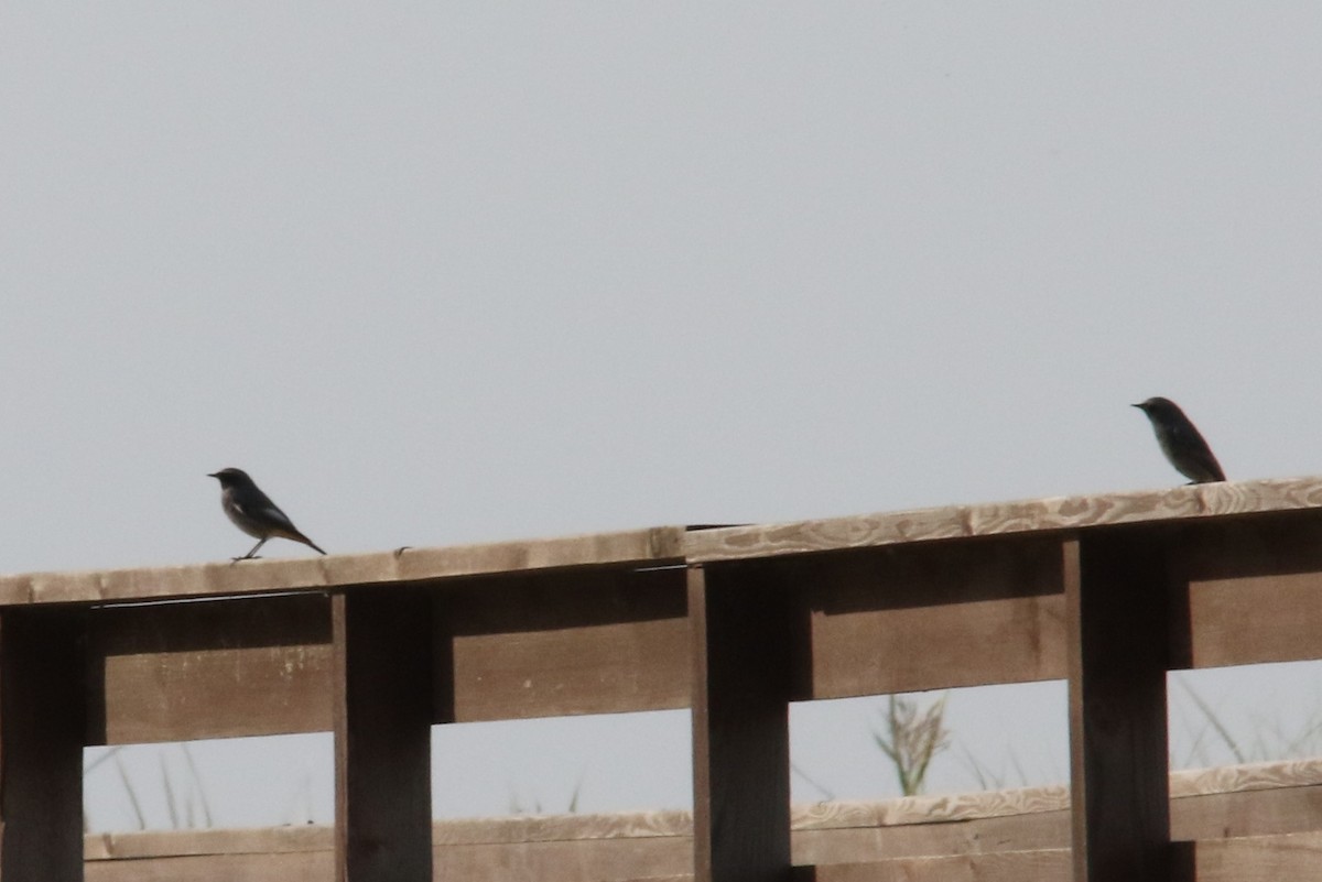 Black Redstart - ML70113741